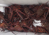 “LEAHKLEA” LOBSTER FISHING CHARTER-DEPOSIT ONLY