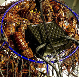 “LEAHKLEA” LOBSTER FISHING CHARTER-DEPOSIT ONLY