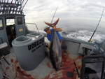 “ROGEZAC” OFFSHORE TUNA/SBI/CLEMENTE ISLAND CHARTERS- DEPOSIT ONLY