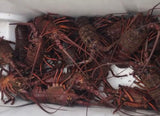 “ROGEZAC” LOBSTER FISHING CHARTER-DEPOSIT ONLY