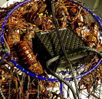 “ROGEZAC” LOBSTER FISHING CHARTER-DEPOSIT ONLY