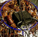 “ROGEZAC” LOBSTER FISHING CHARTER-DEPOSIT ONLY